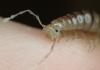 Callipus foetidissimus